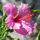 Hibiskus