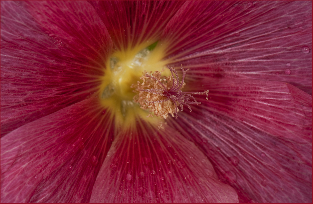 Hibiskus