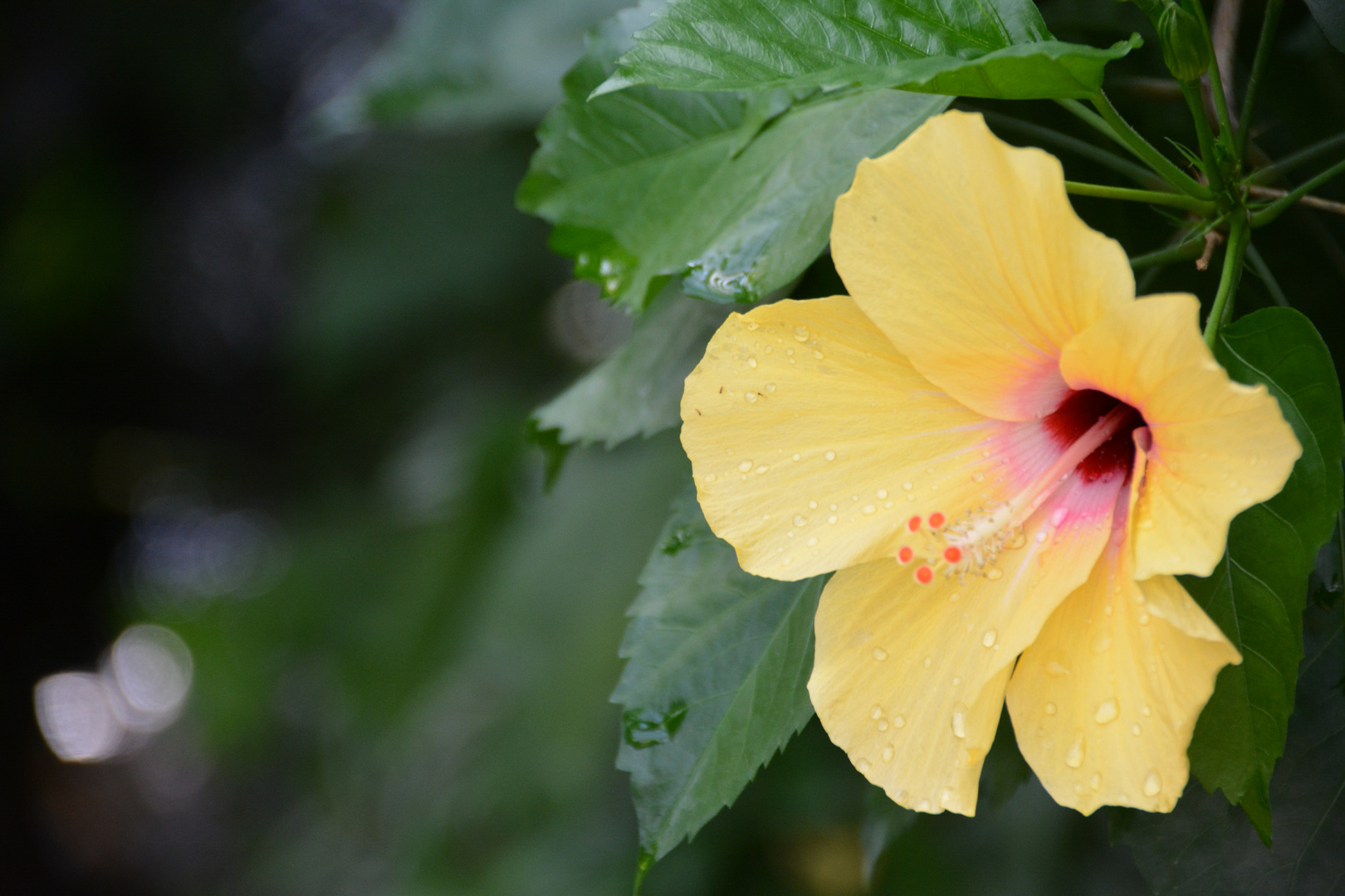 HIbiskus