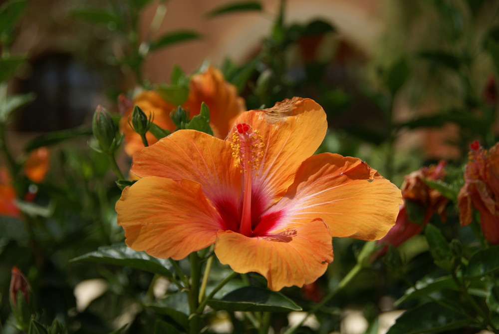 Hibiskus