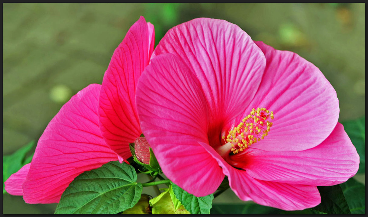 Hibiskus