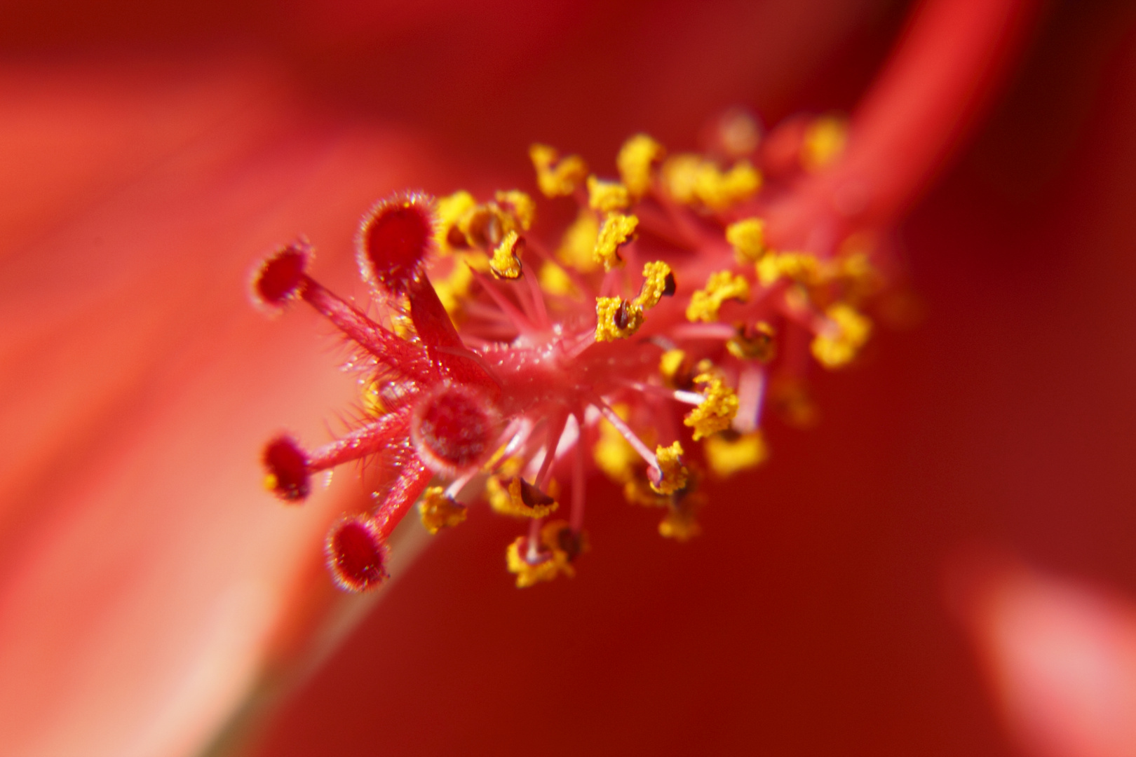 Hibiskus