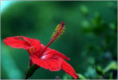 ... Hibiskus ...