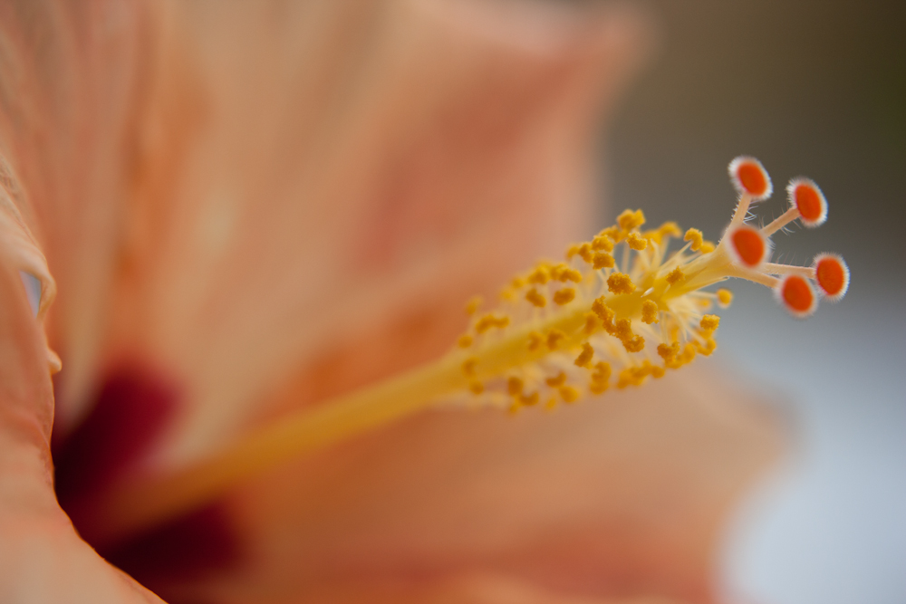 Hibiskus