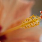 Hibiskus