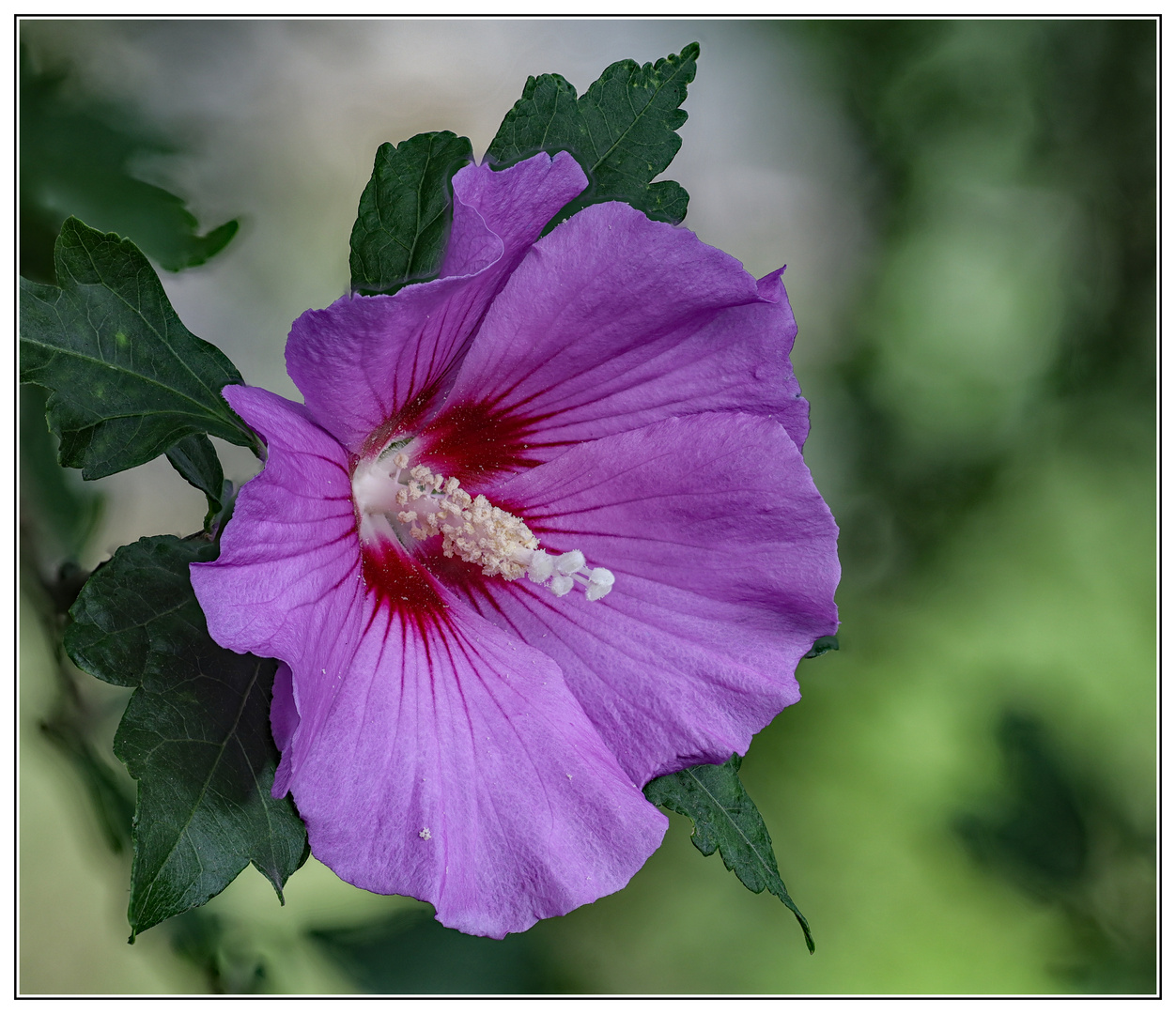 Hibiskus 