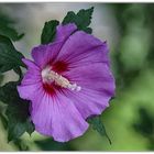 Hibiskus 