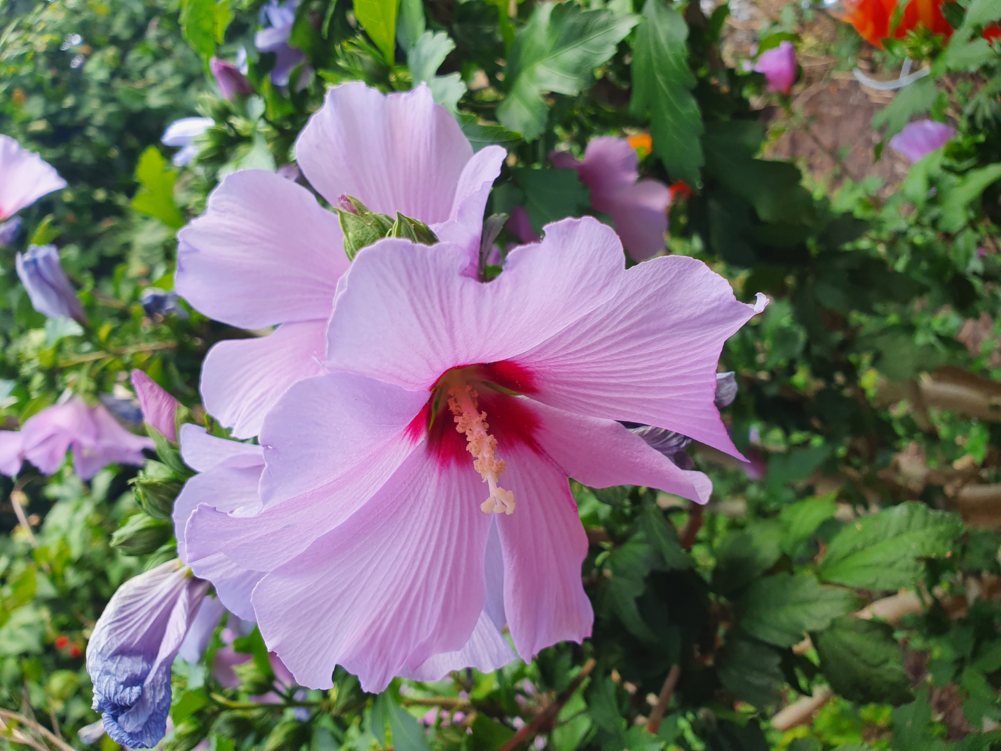 Hibiskus Foto & Bild pflanzen, pilze & flechten, sträucher, bäume