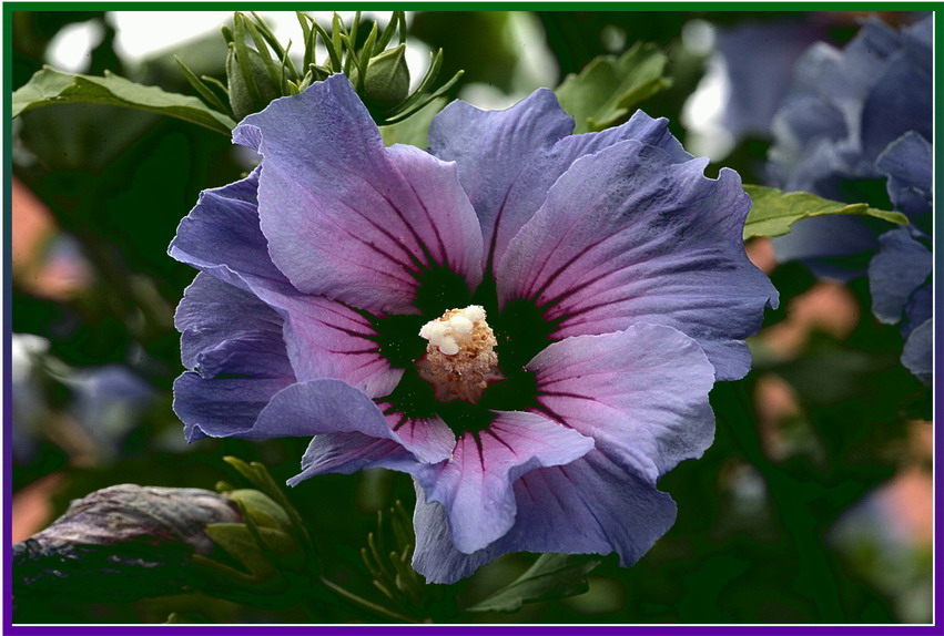 Hibiskus