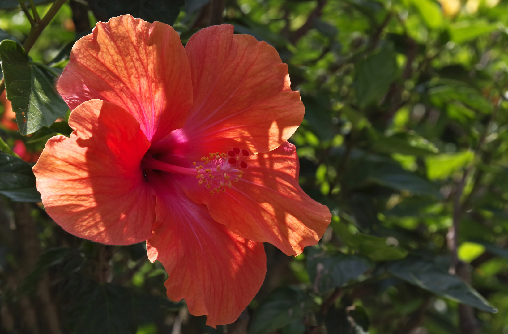 Hibiskus