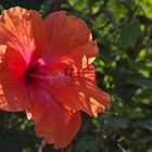 Hibiskus