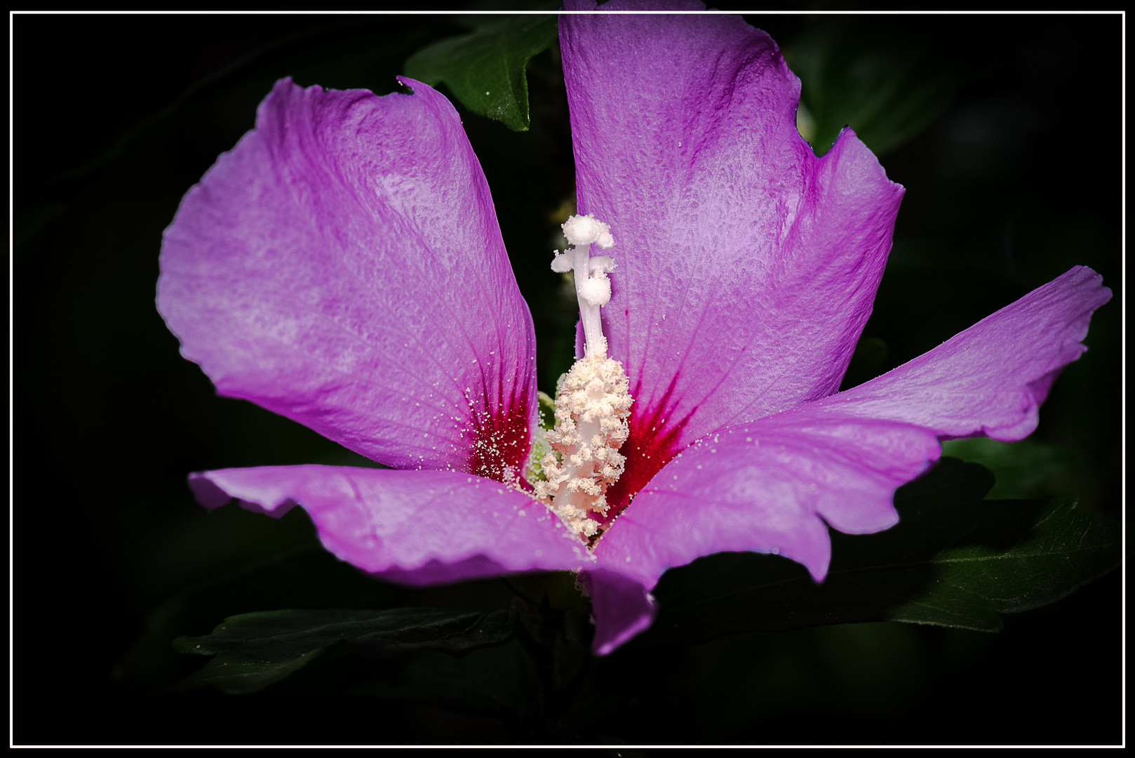 Hibiskus