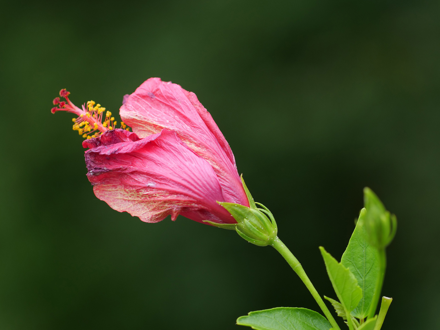 Hibiskus