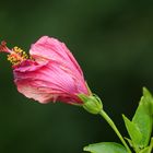 Hibiskus