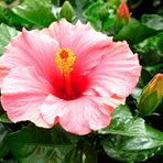 Hibiskus