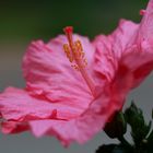 Hibiskus