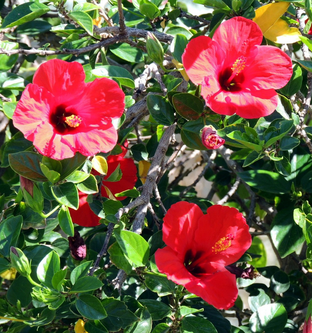 Hibiskus