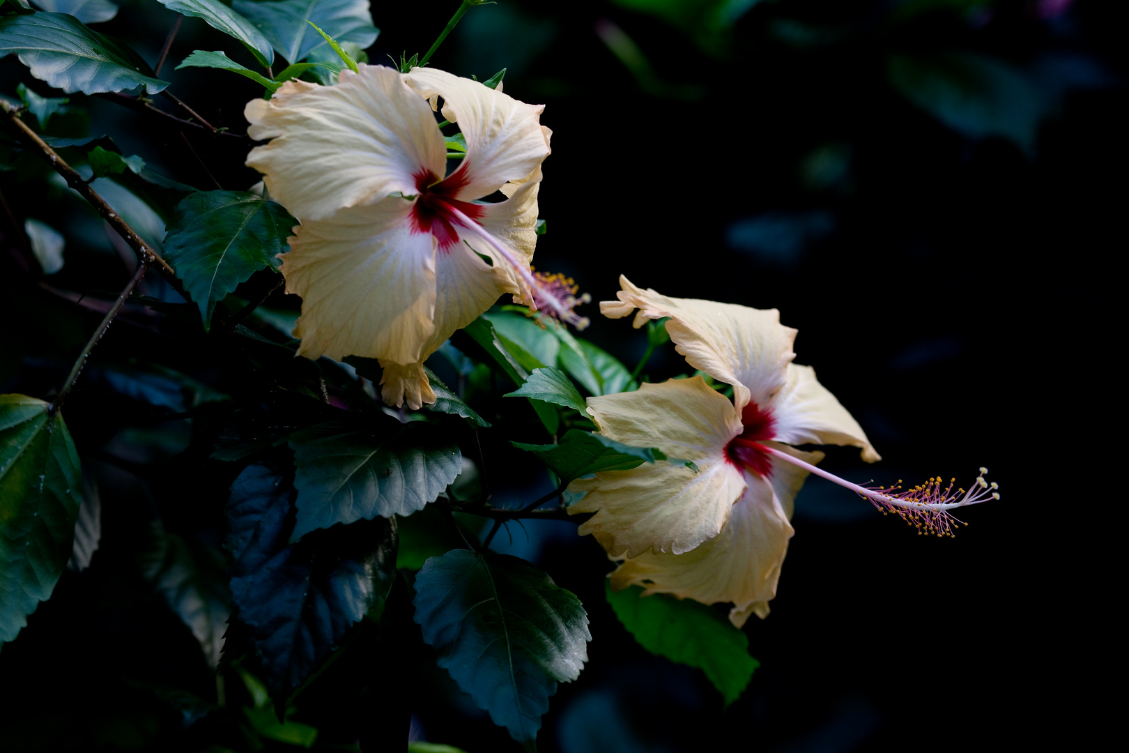 Hibiskus