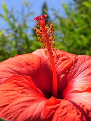 Hibiskus