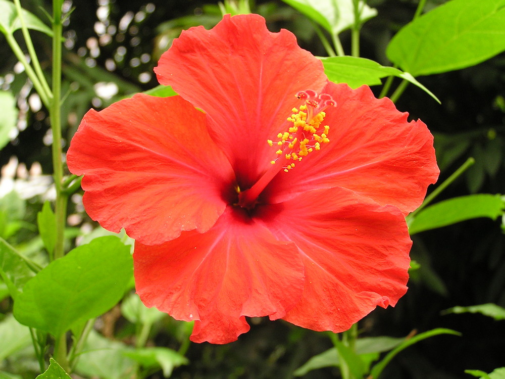 Hibiskus