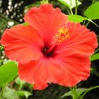 Hibiskus