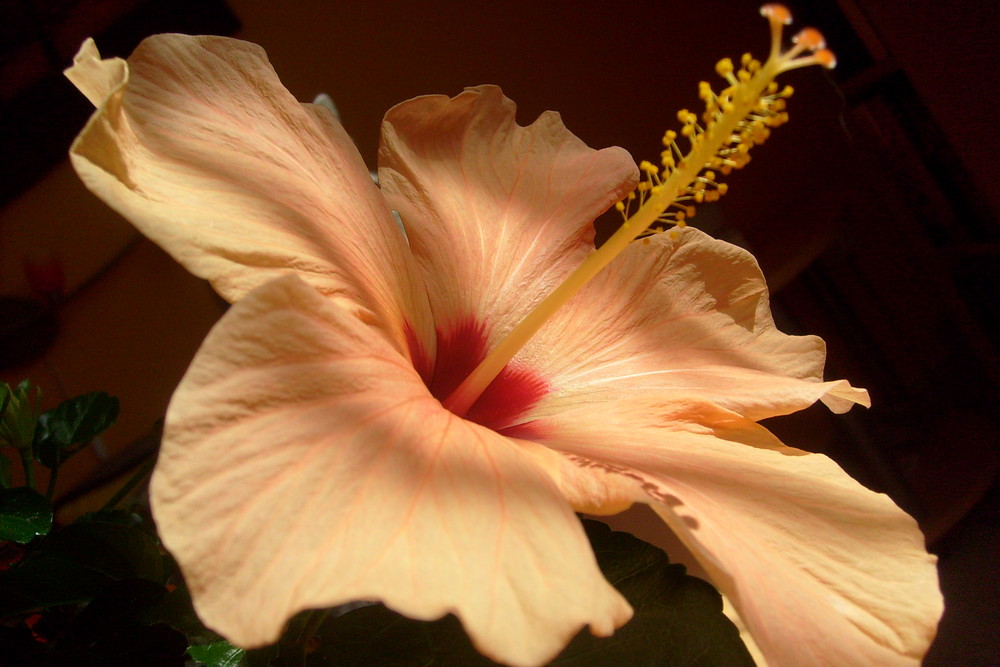 Hibiskus...