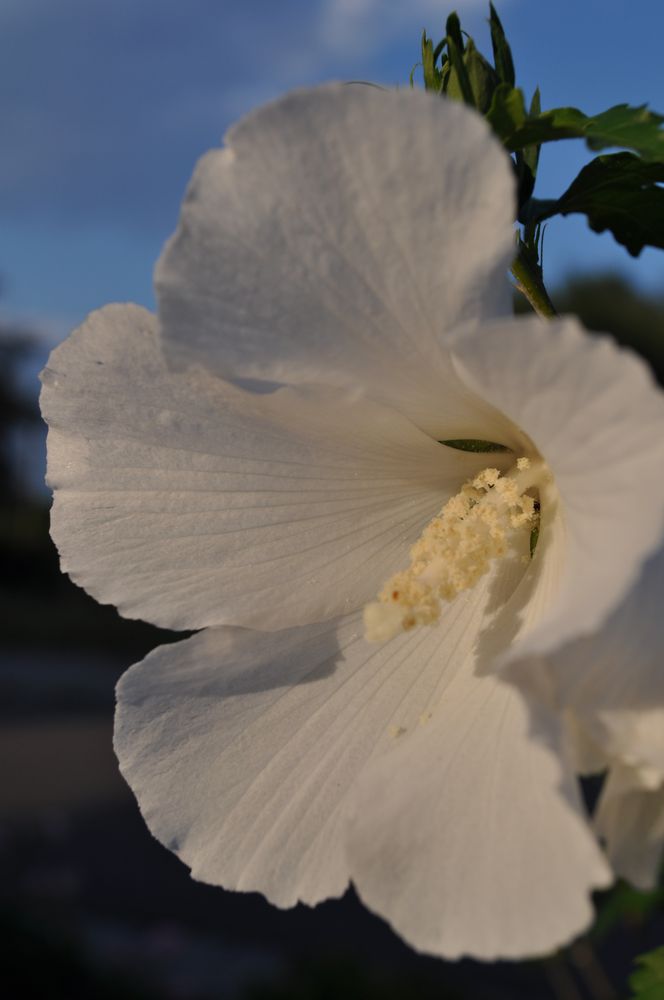 Hibiskus