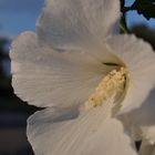 Hibiskus