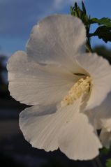 Hibiskus