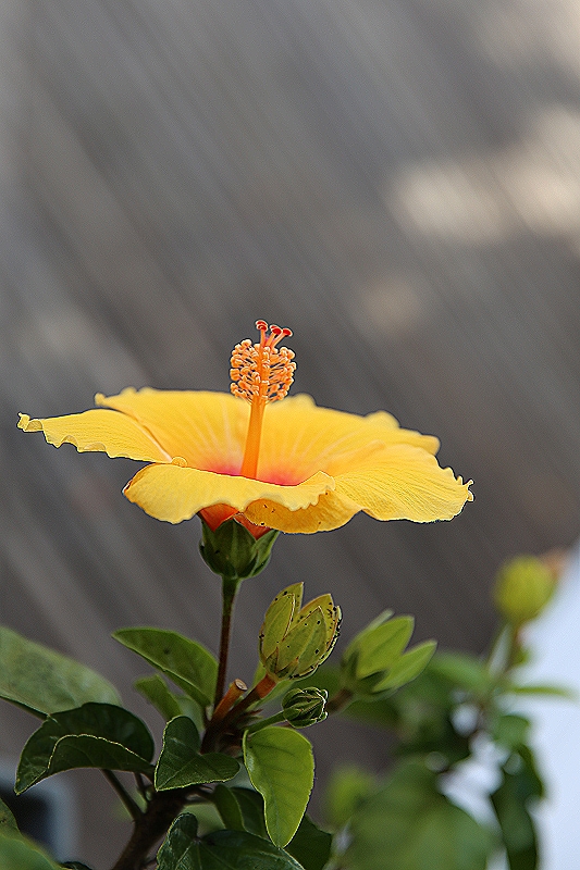 Hibiskus