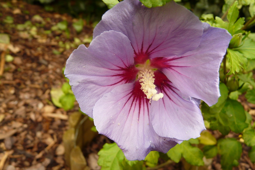 Hibiskus