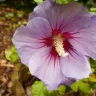 Hibiskus