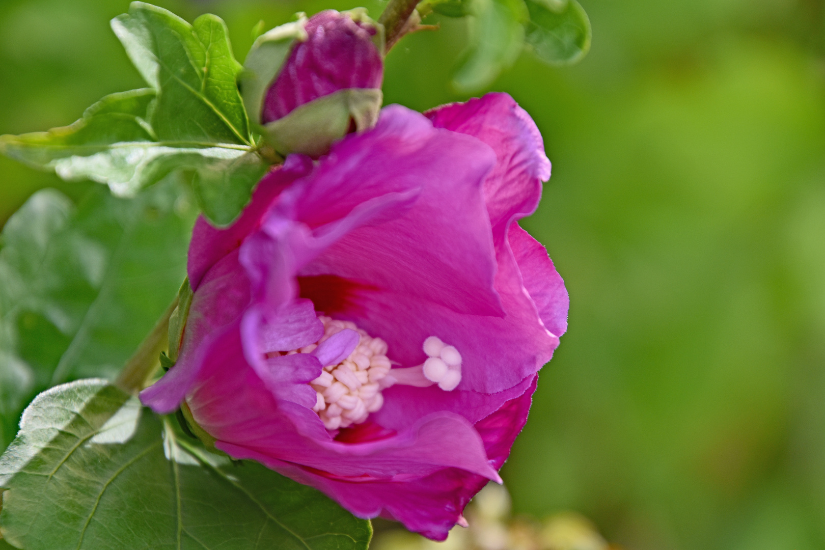 Hibiskus