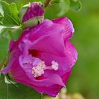 Hibiskus