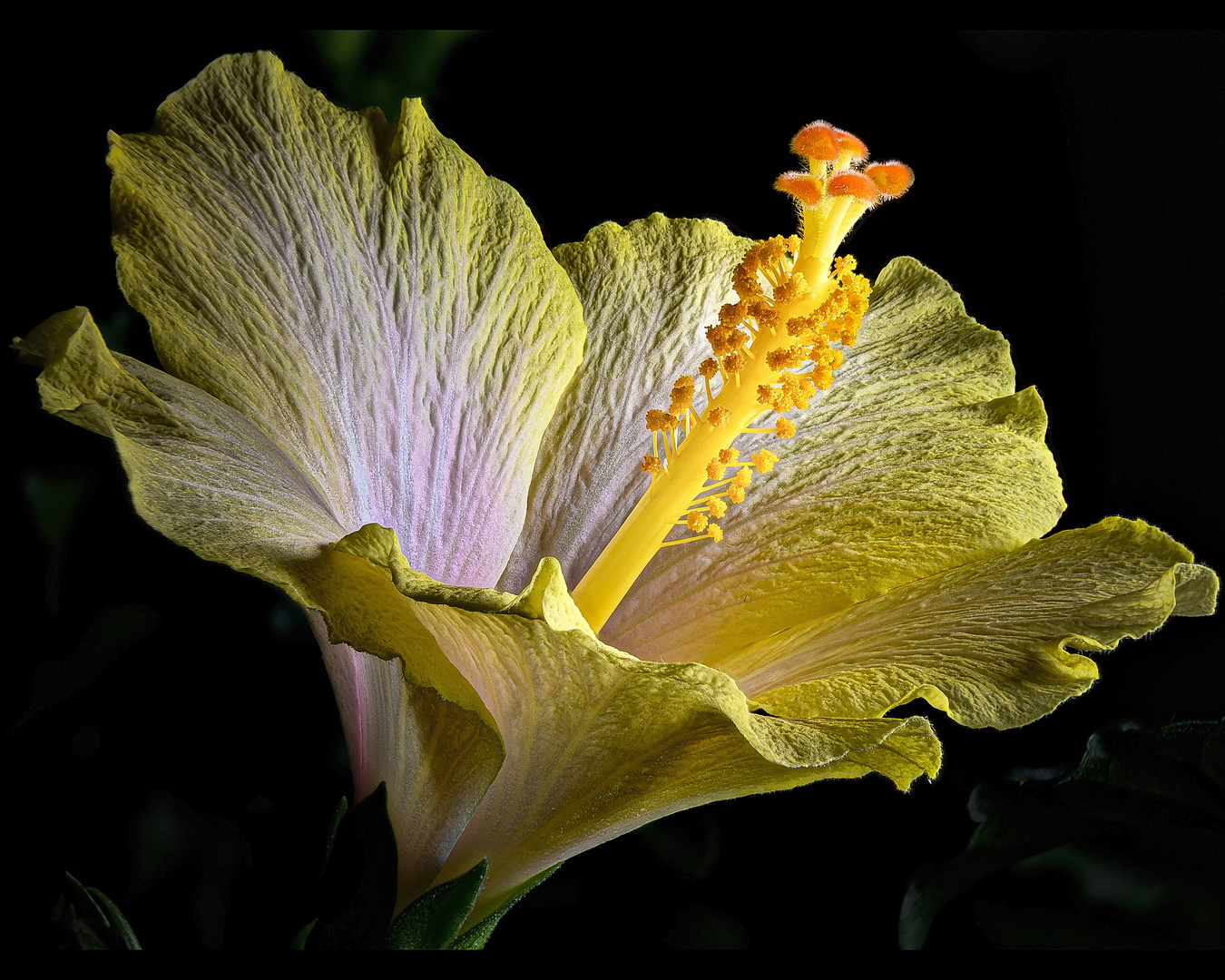 Hibiskus