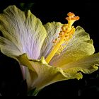 Hibiskus