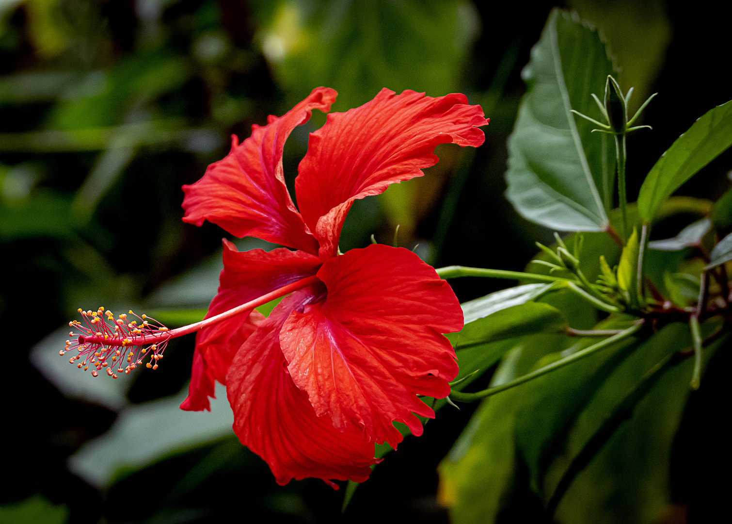 Hibiskus