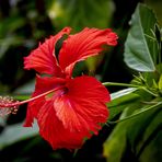 Hibiskus