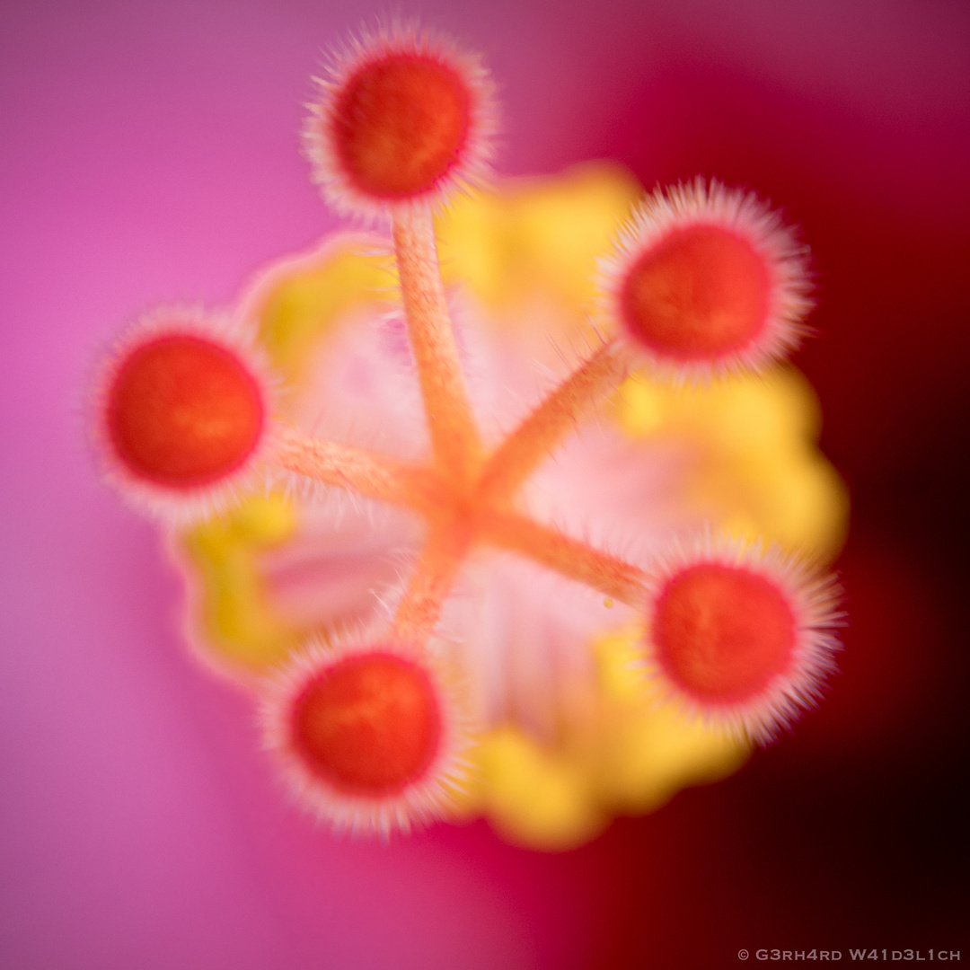 Hibiskus