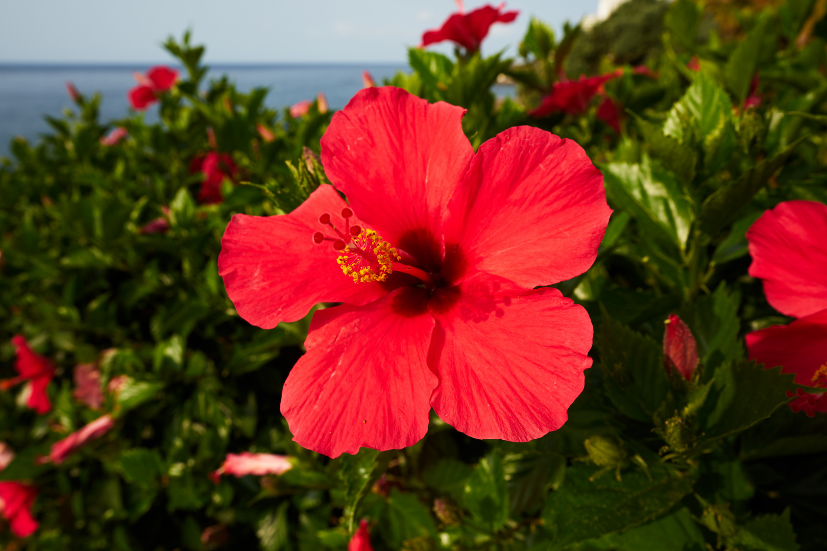 Hibiskus