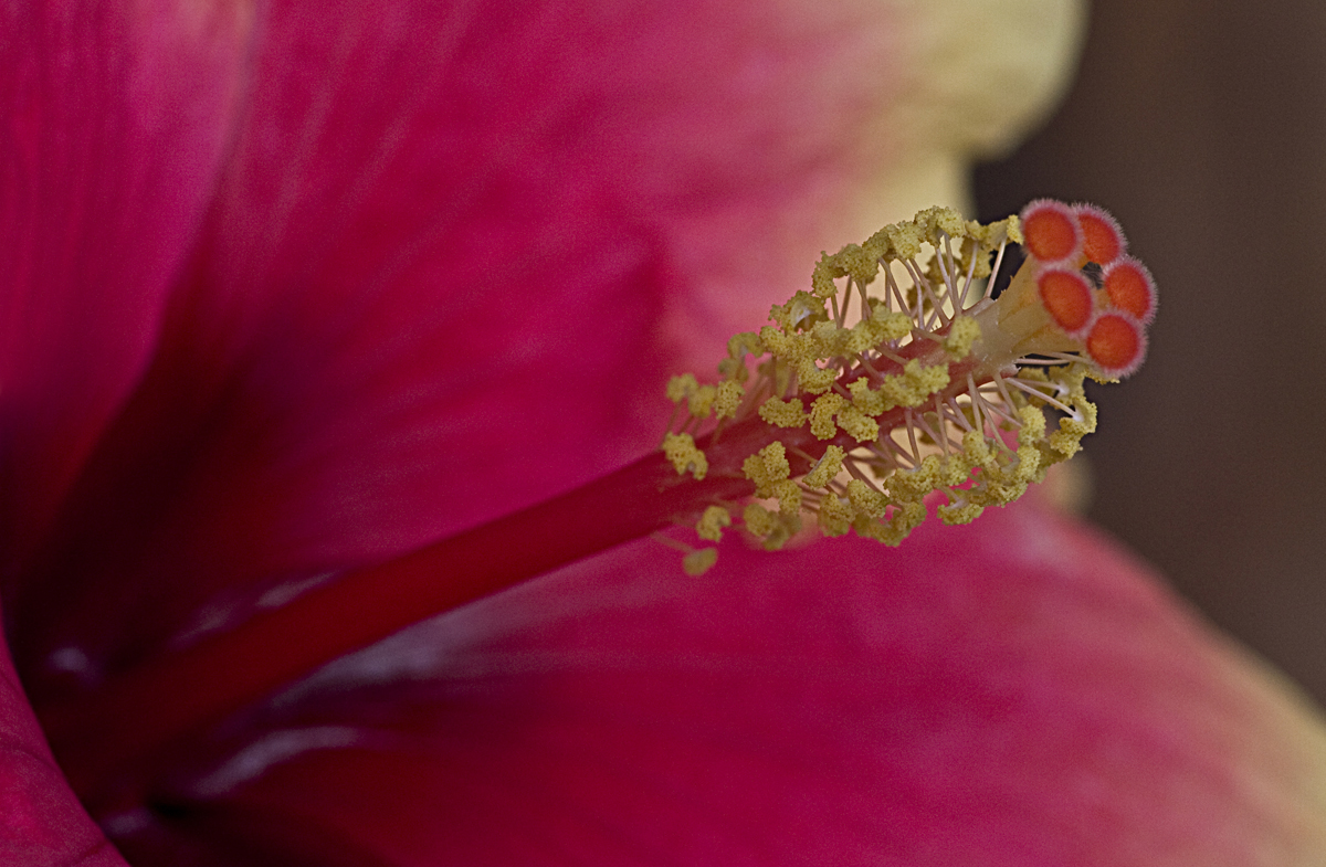 Hibiskus