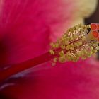 Hibiskus