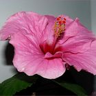 Hibiskus