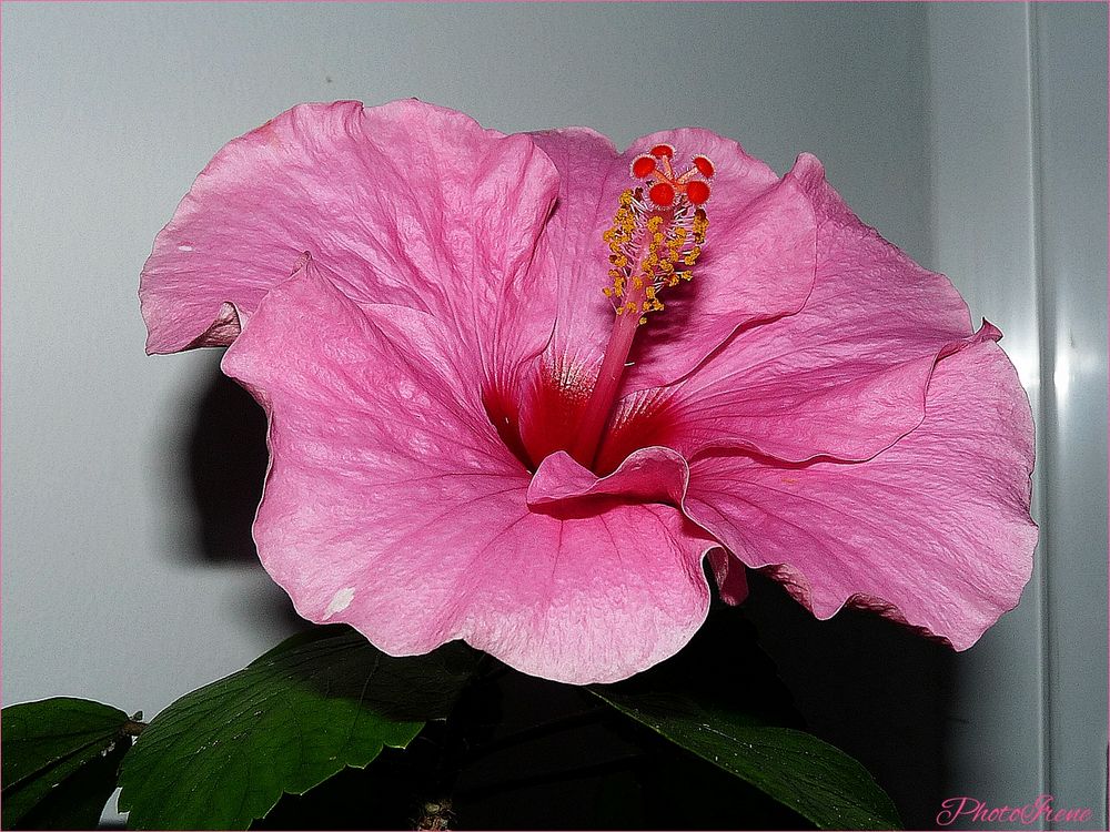 Hibiskus