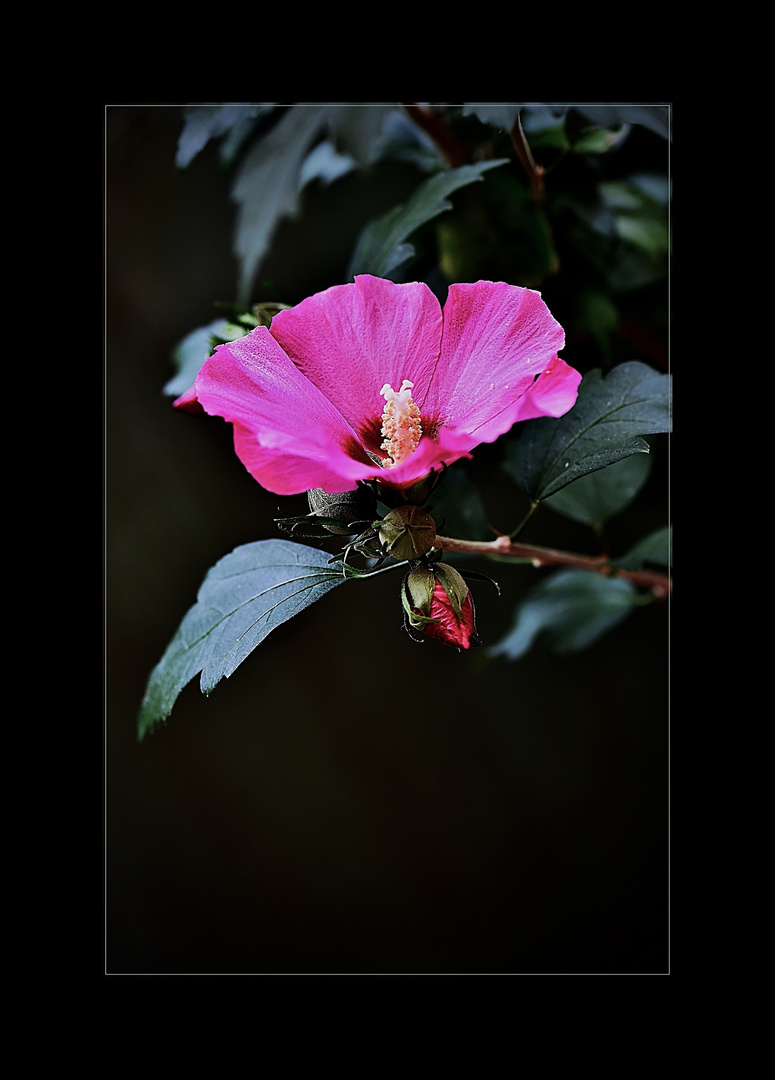 Hibiskus 