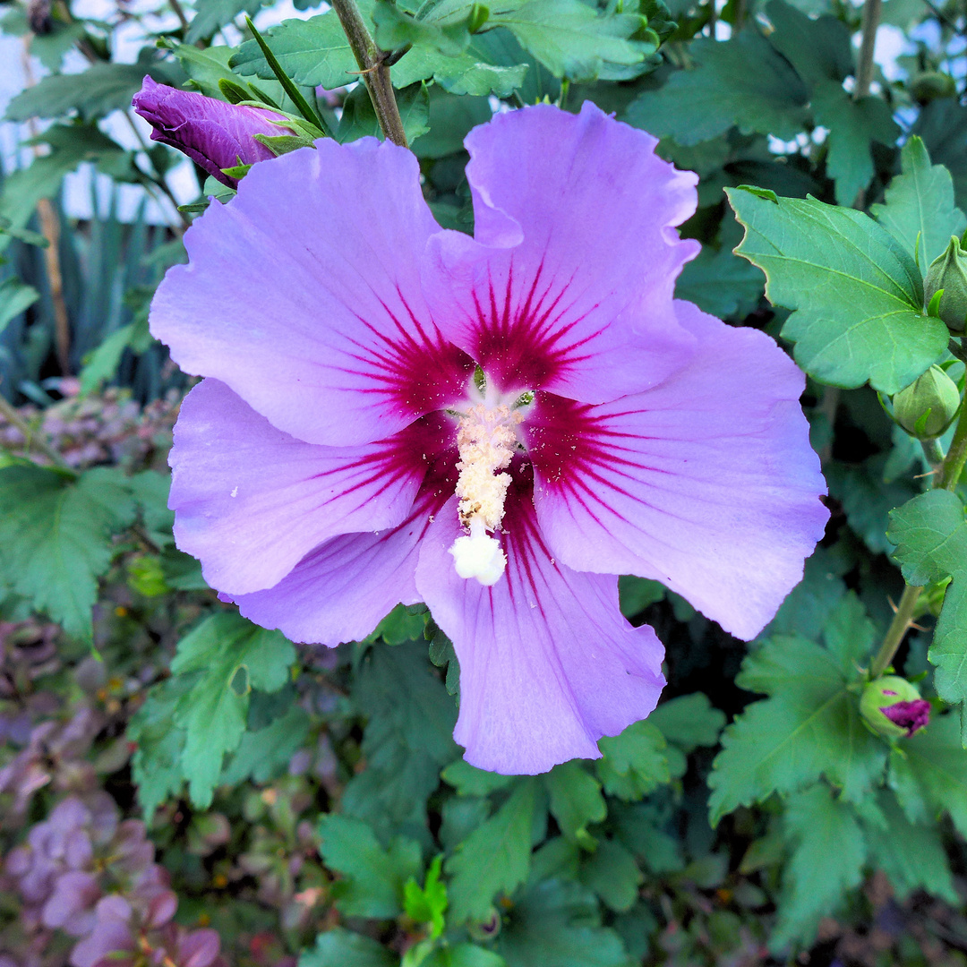 Hibiskus