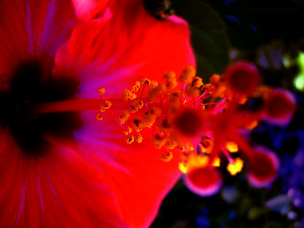 Hibiskus