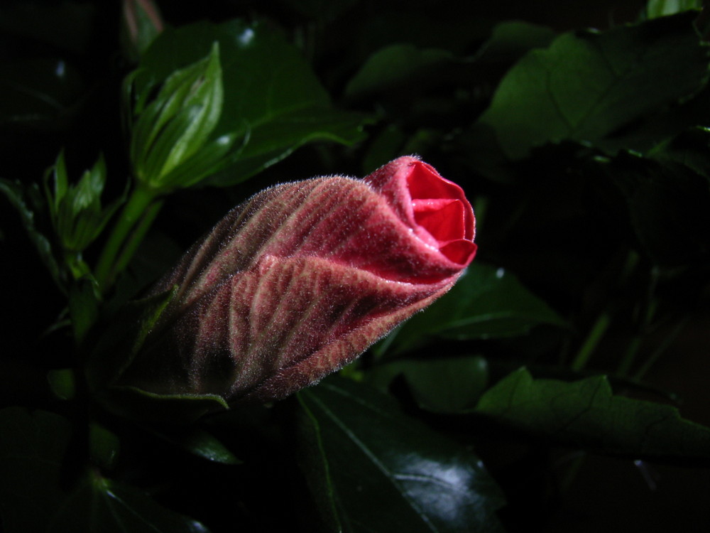 hibiskus