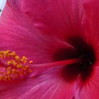 Hibiskus