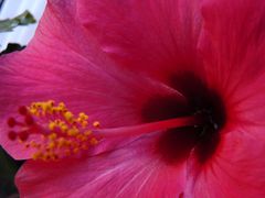 Hibiskus